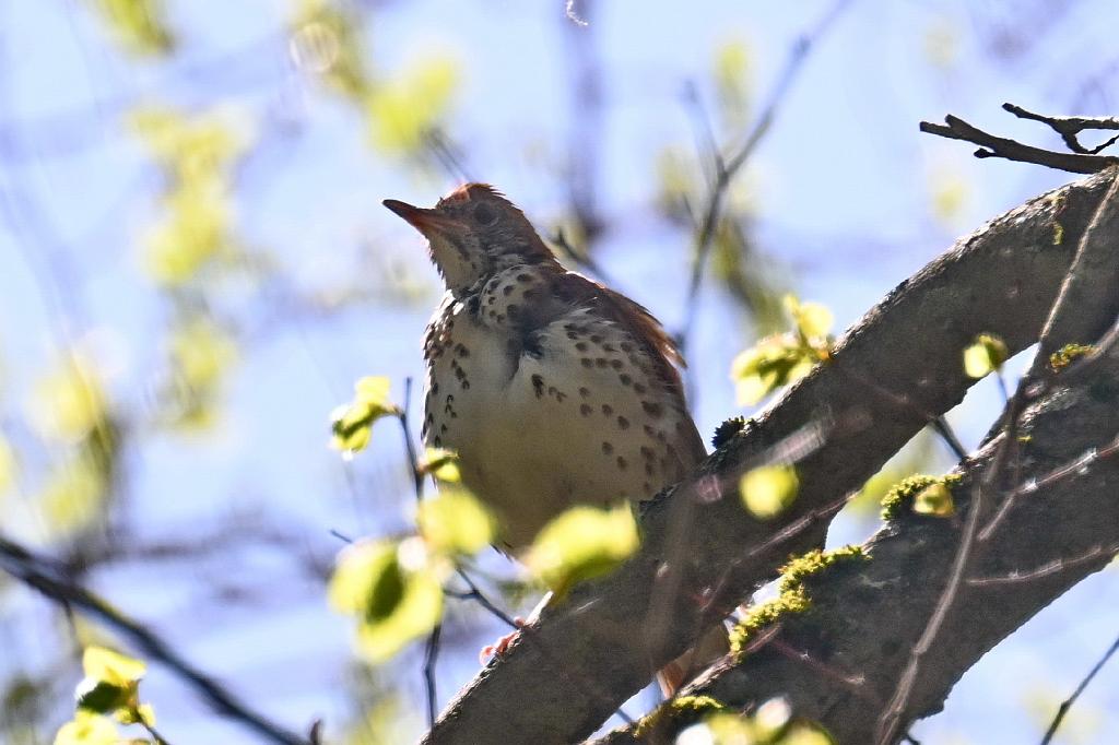 2025-05118017 Ipswitch River Wildlfe Sanctuary,  MA.JPG - American Robin (juv). Ipswitch River Wildlife Sanctuary,MA, 5-11-2025
